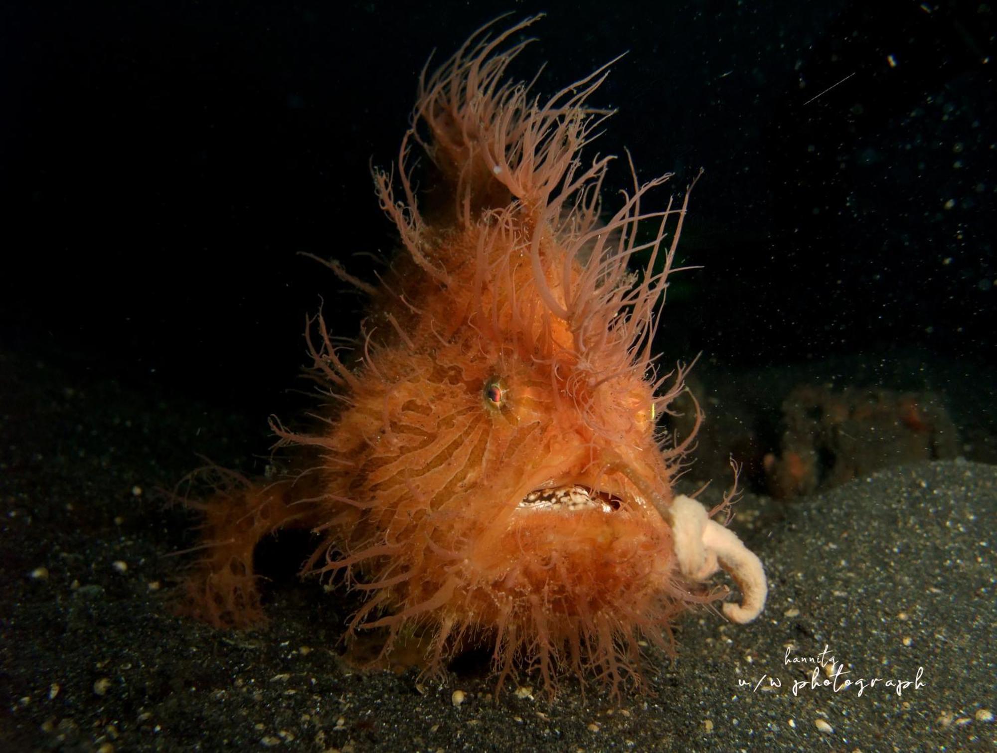Cocotinos Lembeh A Boutique Dive Lodge Bitung Exterior photo