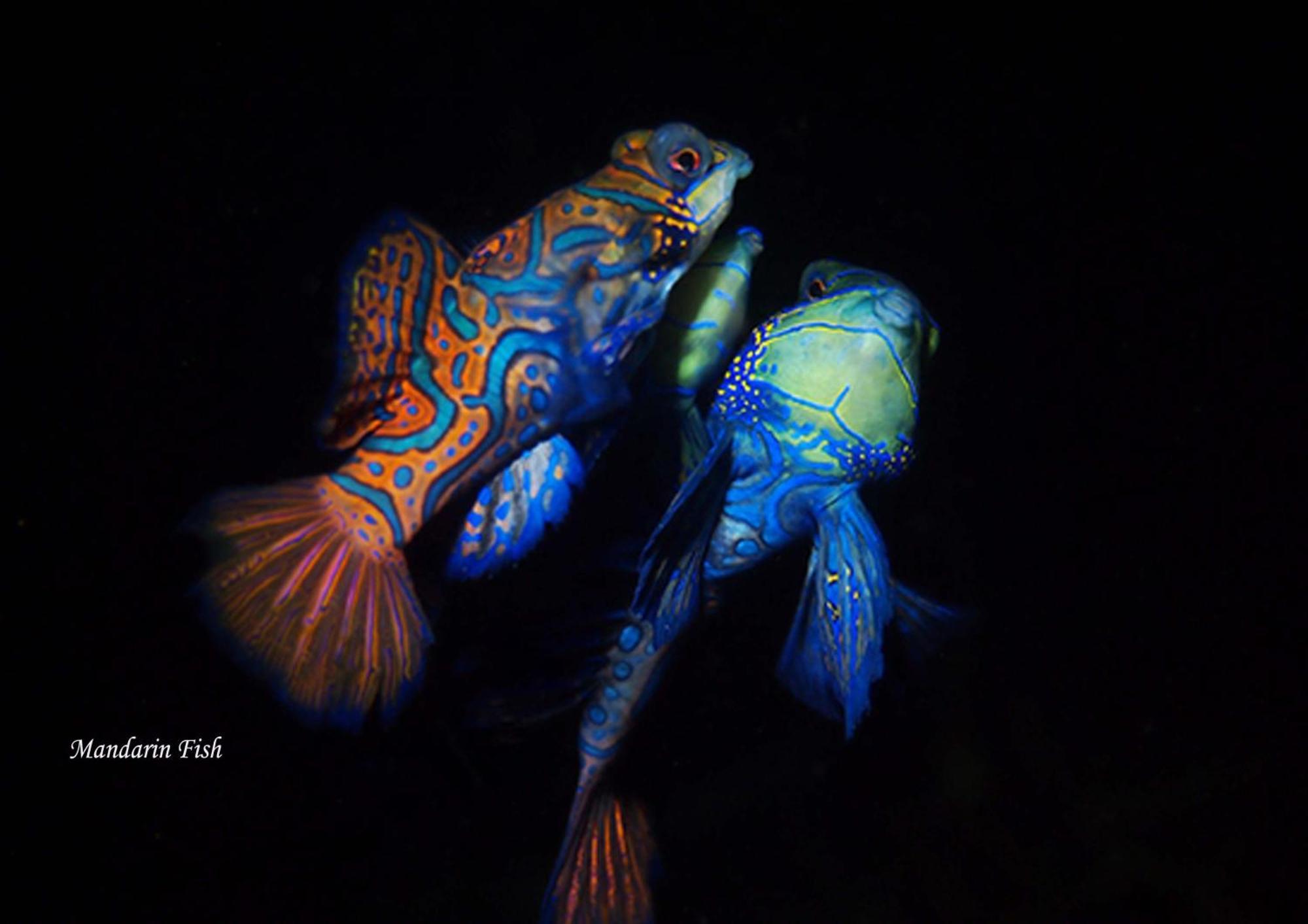 Cocotinos Lembeh A Boutique Dive Lodge Bitung Exterior photo