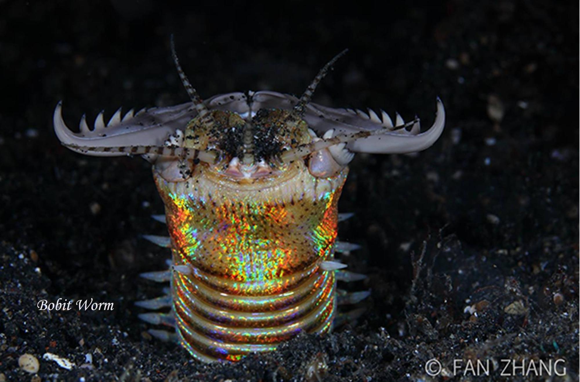 Cocotinos Lembeh A Boutique Dive Lodge Bitung Exterior photo